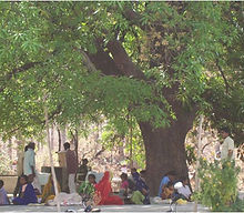 Patient waiting area under a big tree
