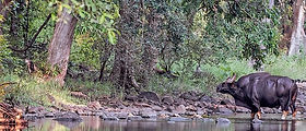 Melghat forest: a bison at a forest stream
